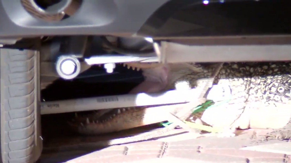 Family in Texas finds an unwelcome visitor sitting under their car... and it didn't want to leave. https://t.co/bN8VdlkqfQ