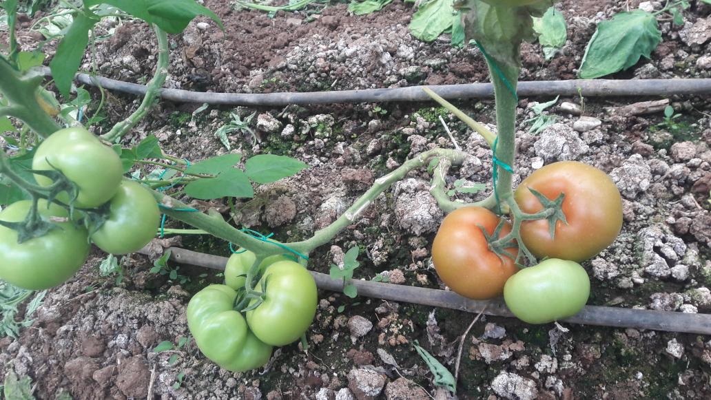 Ciftcistore's tweet photo. #domates #tomato #tarım #toprak #Ramazan #CANLI #çiftçi #sera #store 

Glr D1 https://t.co/IKmkL81B7B