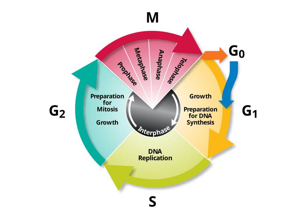 apbiotech's tweet photo. Te ayudamos a identificar las fases del ciclo celular!
https://t.co/gGOKnllkhi https://t.co/Yx4ilhG6Gw