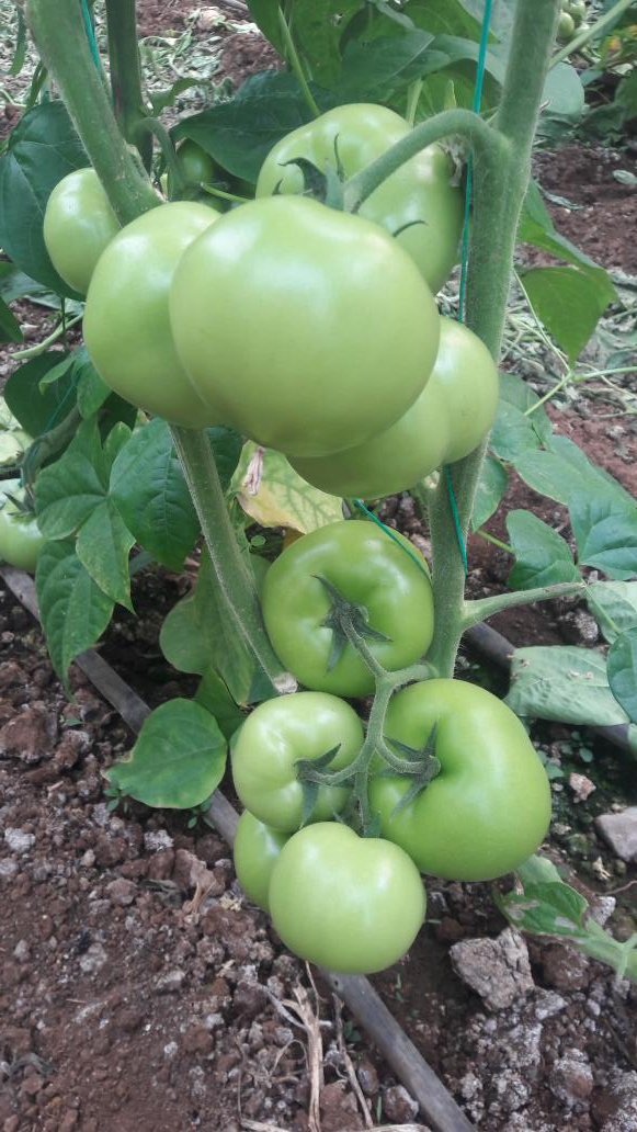 Ciftcistore's tweet photo. #domates #tomato #tarım #toprak #Ramazan #CANLI #çiftçi #sera #store 

Glr D1 https://t.co/IKmkL81B7B