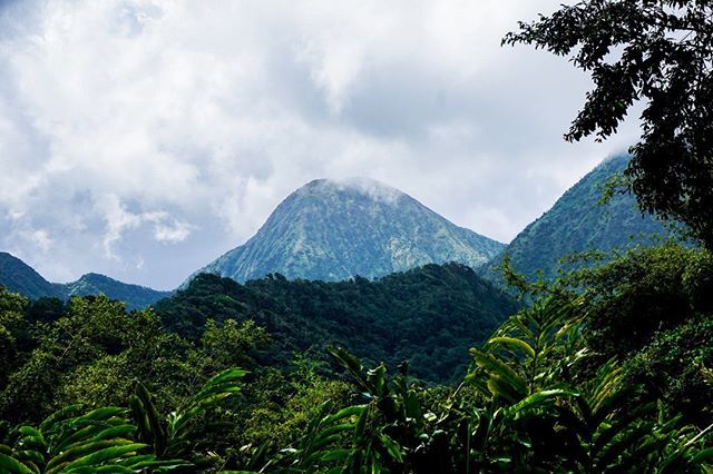 MailleRebelle's tweet photo. Avril 2018 - Martinique - @jardindebalata 
On imagine que sous les tropiques il fait toujours beau et chaud... Bon chaud oui, c’est vrai (à moins de monter à 3000m d’altitude comme à La Réunion !). Mais beau, pas tout le temps ! Les îles tropicales font face à de sérieuses t… https://t.co/QcutJClJXG