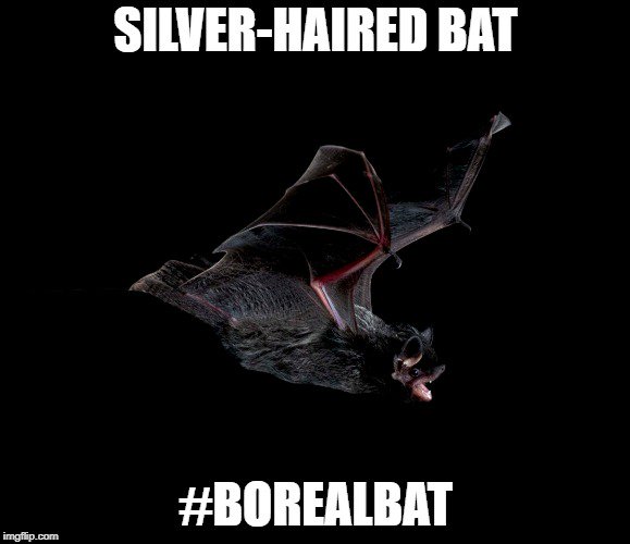 Alberta Bats On Twitter Silver Haired Bats Lasionycteris