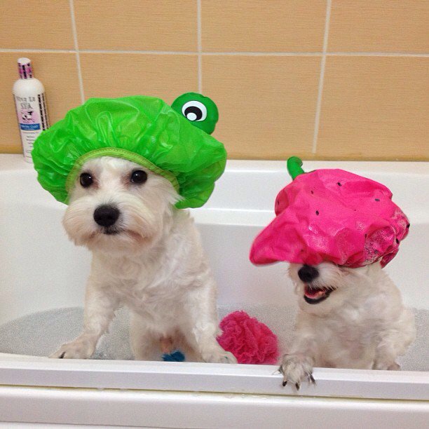 These #pups are ready for bath time! Does your #dog enjoy the bath or do they try to run away when you start running the water?