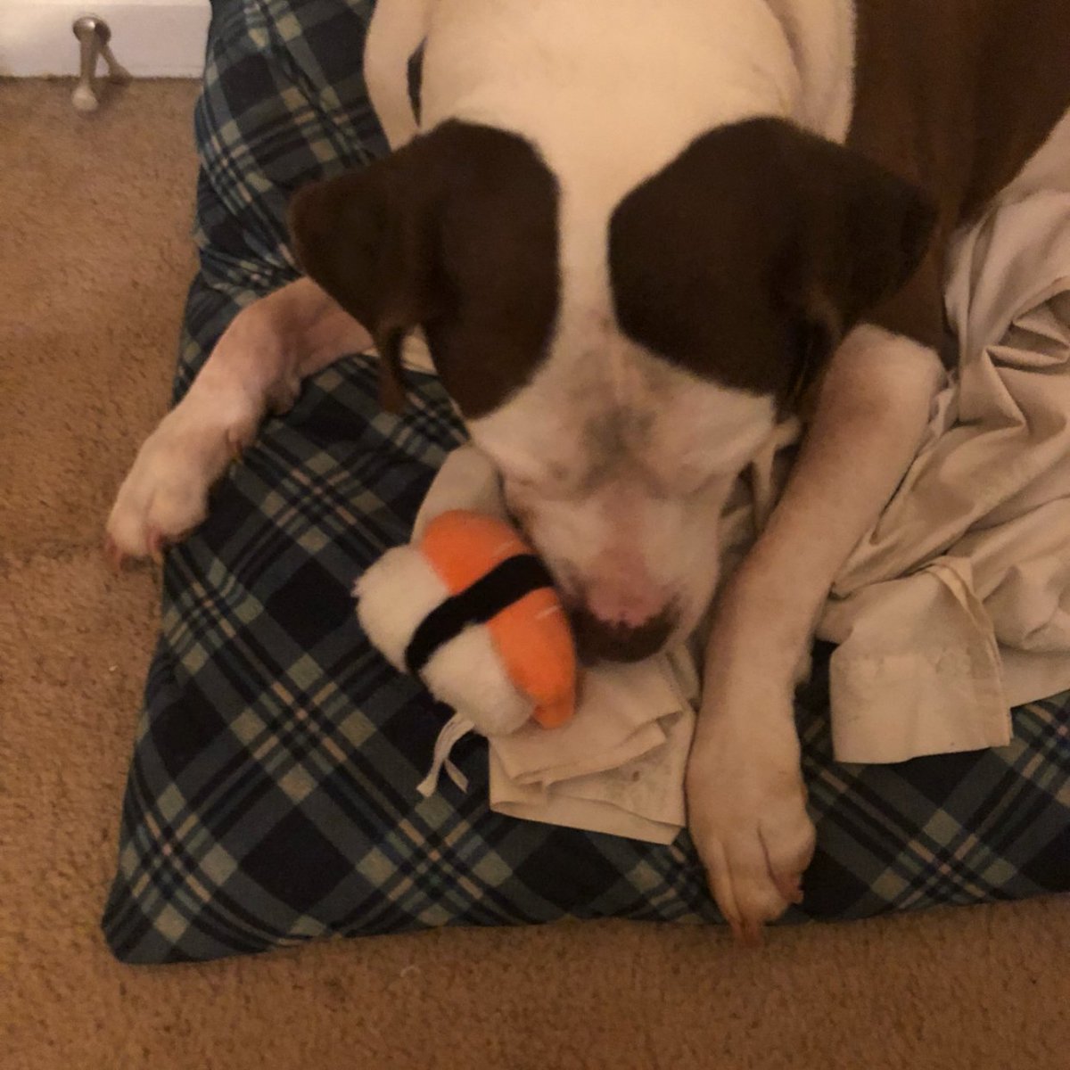 madbowens95's tweet photo. @BarkBox @Influenster #BarkBoxInfluenster #complimentary #contest https://t.co/TOnjG9uxd6