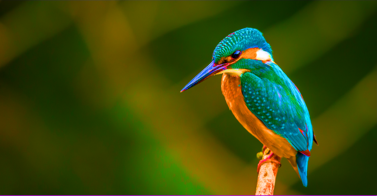 InVisionApp tweet picture