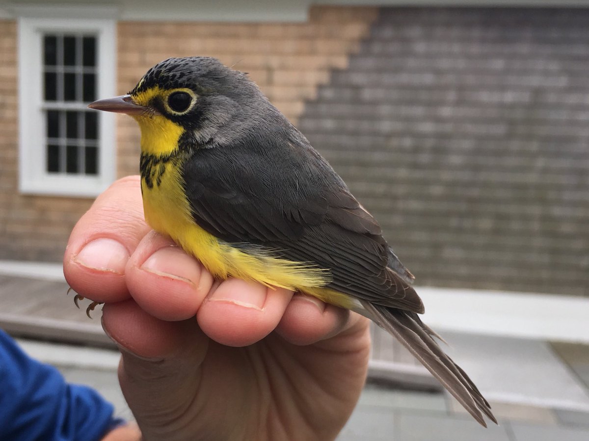 ManometBanding's tweet photo. Canada Warblers are migrating northward to the moist thickets of the boreal forest region. Regular visitors to @ManometCenter in Spring, the first male arrived today! #manometspring2018 #birdbanding #canadawarbler https://t.co/4Ff8AnBx3j