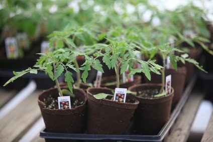infoebooksonlin's tweet photo. Love #growing tomatoes? Well you can grow #tomatoes on your balcony or in your courtyard. #containergarden #cherrytoms https://t.co/44YVhc0JhK https://t.co/bXUcux3hbO