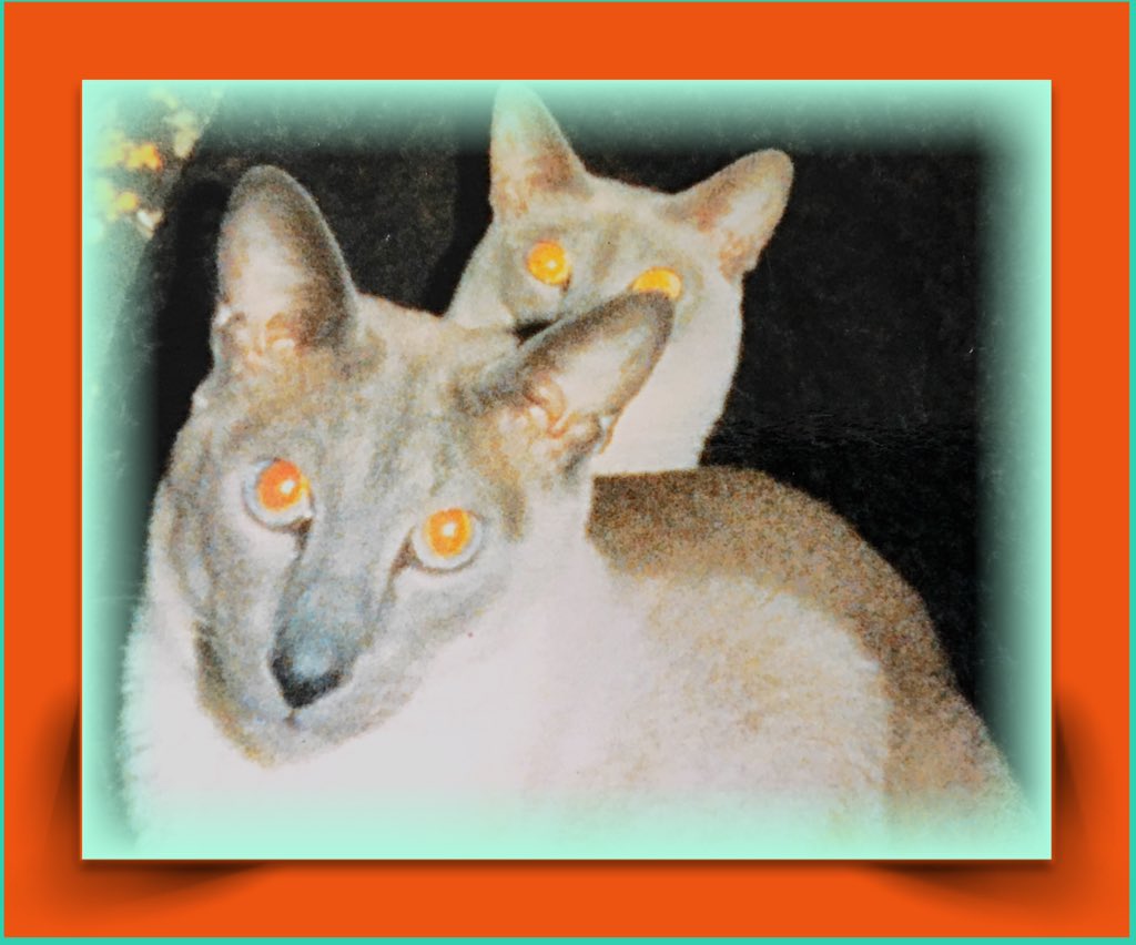 sanshui596's tweet photo. #Jayaha a seal point Siamese #cat, and #Siang a lilac point.
#Siamese #cat #siamesecat #sealpoint #lilacpoint #Jayaha #siang #siamese #cats #asiancat #asian #Thailand #Siam #sicial #intelligent #playful #vocal #meezer #CatsOfTwitter #catlover #animal #attention #seekers #company https://t.co/YaurVPR32A