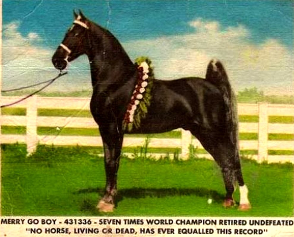 TWHAC's tweet photo. #TBT to the 1948 Tennessee Walking Horse World Grand Champion "Merry Go Boy." #tennesseewalkinghorse #tennesseewalker #TWHNC https://t.co/pVqh61oPq1