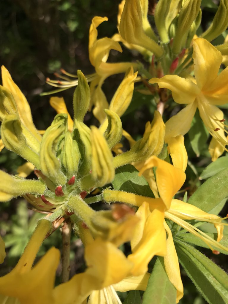 Flowers of Inverewe @N_T_S #beautifulgarden #springflowers #sunnyday #dontmissit #scottishgarden #scotland #northernhighlands