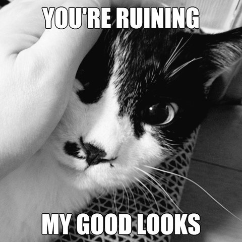 soombas_'s tweet photo. Stop touching me, Hooman.

#handsomeboy #goodlooking #cat #meme #catmemes #cats #catsontwitter https://t.co/WemMtUbbNh