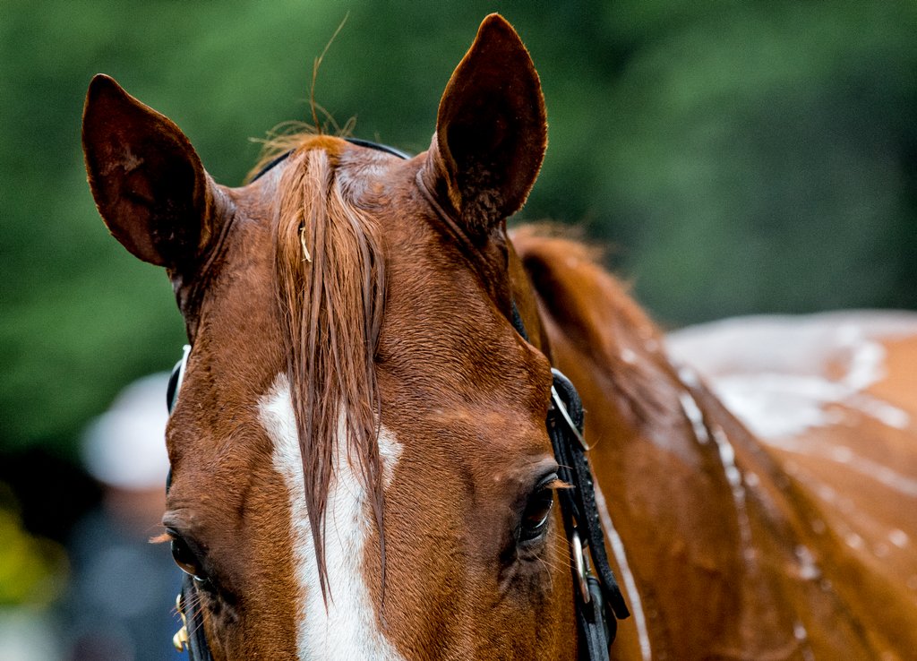 Eclipse Sportswire tweet media