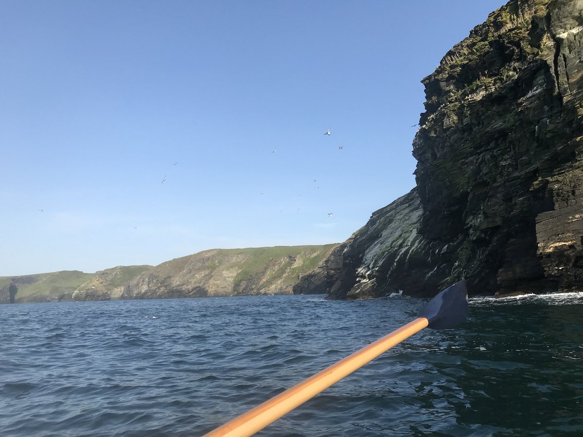AvrilGreenaway's tweet photo. Happy happy days. Sea rows 💙💙💙 #gigrowing @BCGigClub #CleanerSeas #CleanSeas #CleanerSeasProject So many sea birds this evening 💫 https://t.co/QW7RGGb4y9