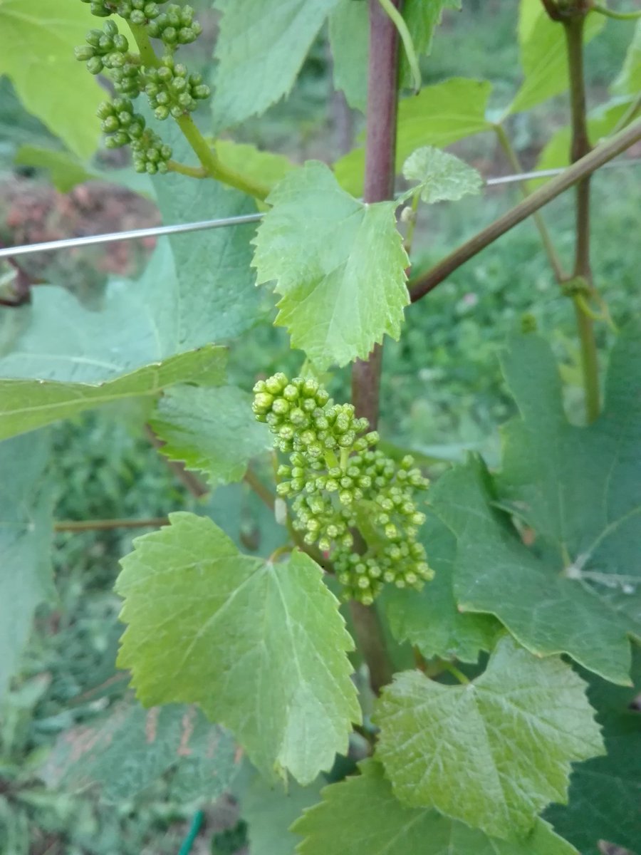 Primo grappolino in Franciacorta...