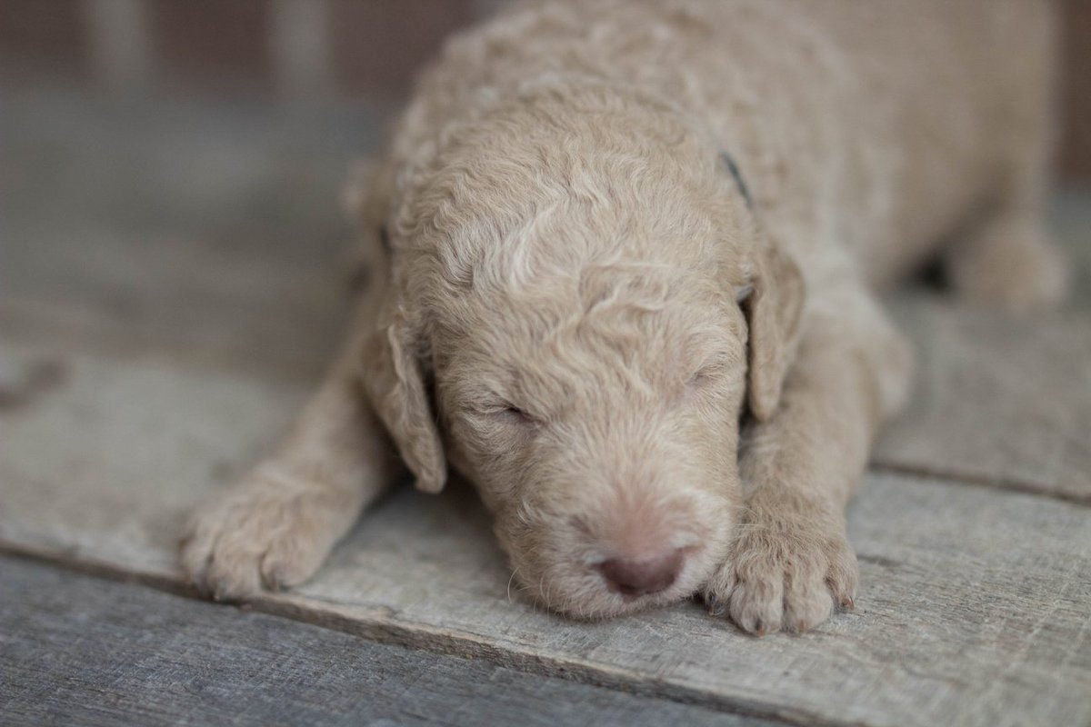 TLabradoodles's tweet photo. F1BB LABRADOODLE ~ MALE ~ AVAILABLE
Light Caramel Abstract #labradoodle #doodle #timbercreeklabradoodles #puppyforsale #labradoodleforsale #dog #puppy #puppylove #adorable #love #loyal #familypet #mansbestfriend #doglovers #sweet #sweetpuppy #dogtime #mydog #puppylove https://t.co/bHfhQcEUbr