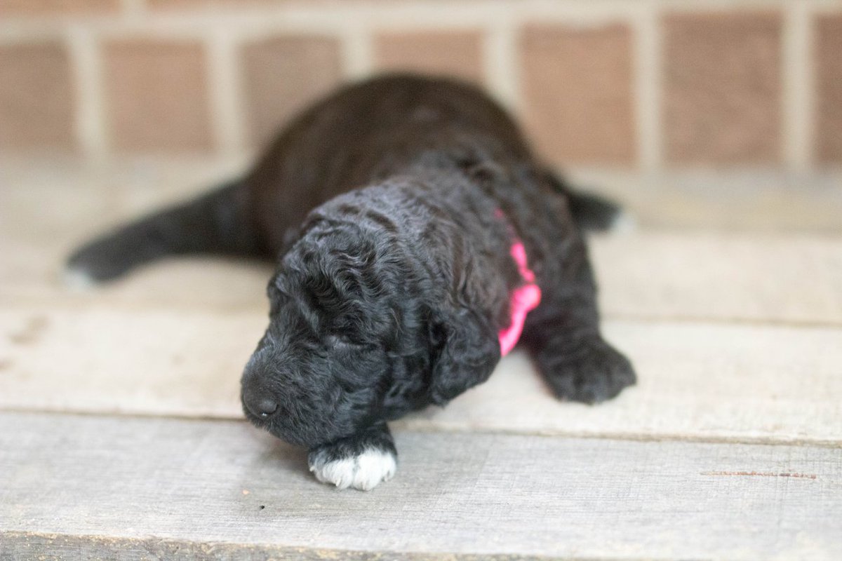 TLabradoodles's tweet photo. LABRADOODLE ~ FEMALE ~ AVAILABLE | Black Seal Abstract | Possibly Blue #labradoodle #doodle #timbercreeklabradoodles #puppyforsale #labradoodleforsale #dog #puppy #puppylove #adorable #love #loyal #familypet #mansbestfriend #doglovers #sweet #sweetpuppy #dogtime #mydog #puppylove https://t.co/16Hcogpnkc