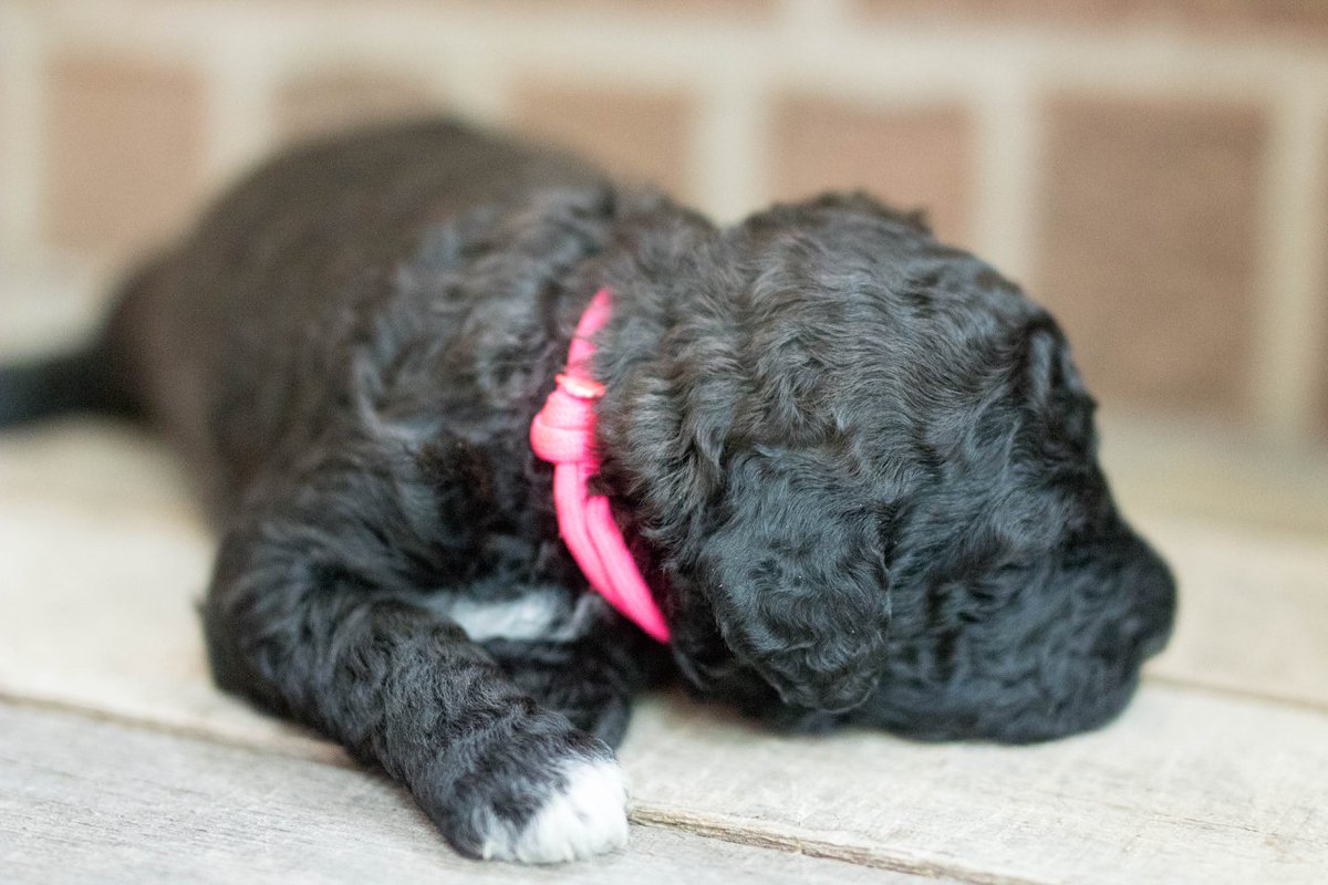 TLabradoodles's tweet photo. LABRADOODLE ~ FEMALE ~ AVAILABLE | Black Seal Abstract | Possibly Blue #labradoodle #doodle #timbercreeklabradoodles #puppyforsale #labradoodleforsale #dog #puppy #puppylove #adorable #love #loyal #familypet #mansbestfriend #doglovers #sweet #sweetpuppy #dogtime #mydog #puppylove https://t.co/16Hcogpnkc