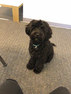 zeenlive's tweet photo. Two pups in one week, how lucky are we?! #dogsoftwitter #remotework #videoconferencing https://t.co/1QLKUtaSyY