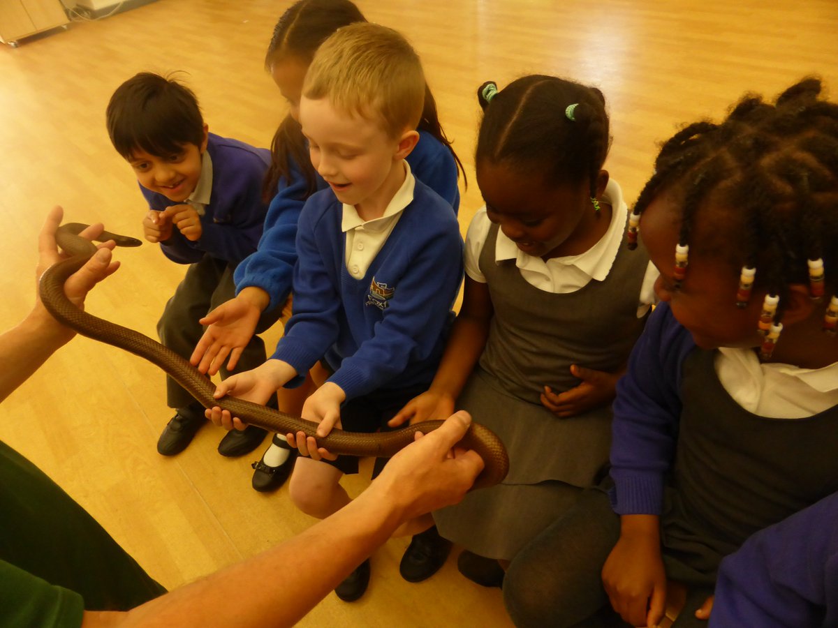 <a href="/foxfield/">FoxfieldPrimary</a> <a href="/Raptorxotics/">RaptorXotics</a> Year 1 had a fabulous time learning about the animals.We held a snake, touched a frog, a stick insect and we looked a cute hedgehog.