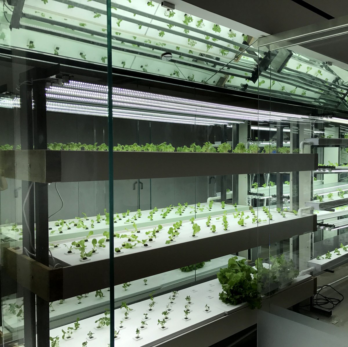 DriveLighting's tweet photo. #TBT to this awesome project our group was involved in! Hydroponic green wall for @GrowNYC 's #ProjectFarmhouseNYC #GrowWithDrive https://t.co/gke4yXtLEM