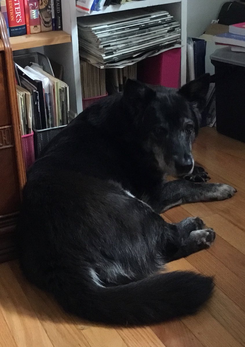 lizxnn's tweet photo. So proud of my baby who wore her muzzle & went to the vet & got a clean bill of health! She is a crone like me & is really beautiful. I couldn’t have asked for a better companion. (& thank you to my friend who drove us!) #AdoptDontShop #elderlydogs #witchdog https://t.co/OnPLpoHGYd