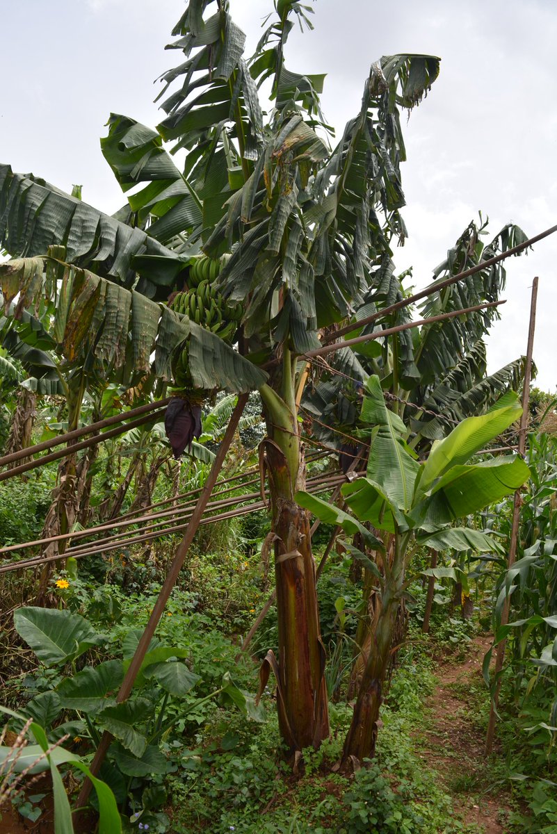 Commune de Dschang tweet media