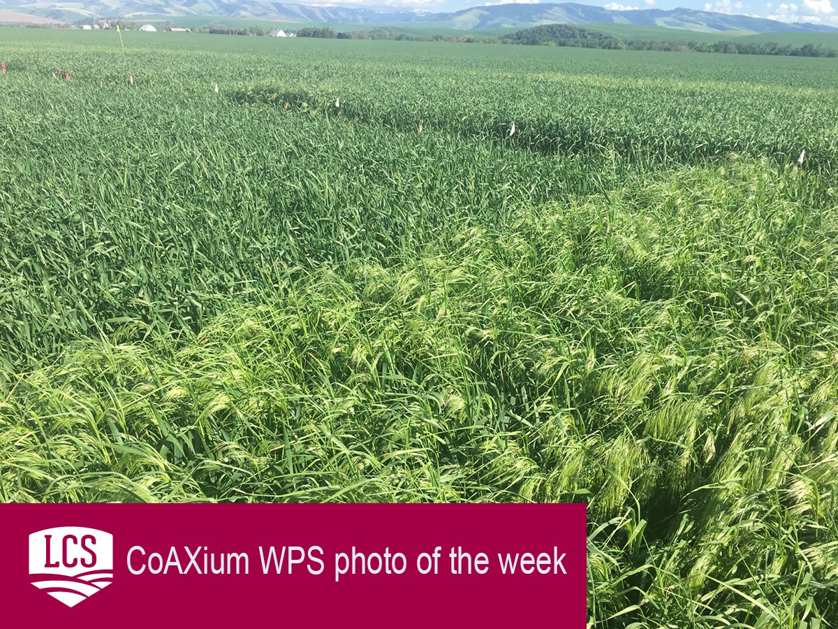 LimagrainWheat's tweet image. Kickoff to our CoAXium Wheat Production System photo of the week: Industry Leading Downey Brome Grass Control, driven by #Aggressor herbicide! #Cleanerfieldshigheryields
