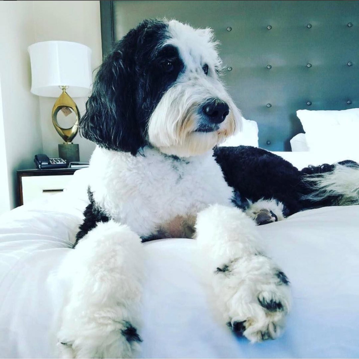 ColcordHotel's tweet photo. @VisitOKC #DYK #TheColcordHotel welcomes four-legged guests as well? #StayColcord #SeeOKC https://t.co/RK4bQWwne4