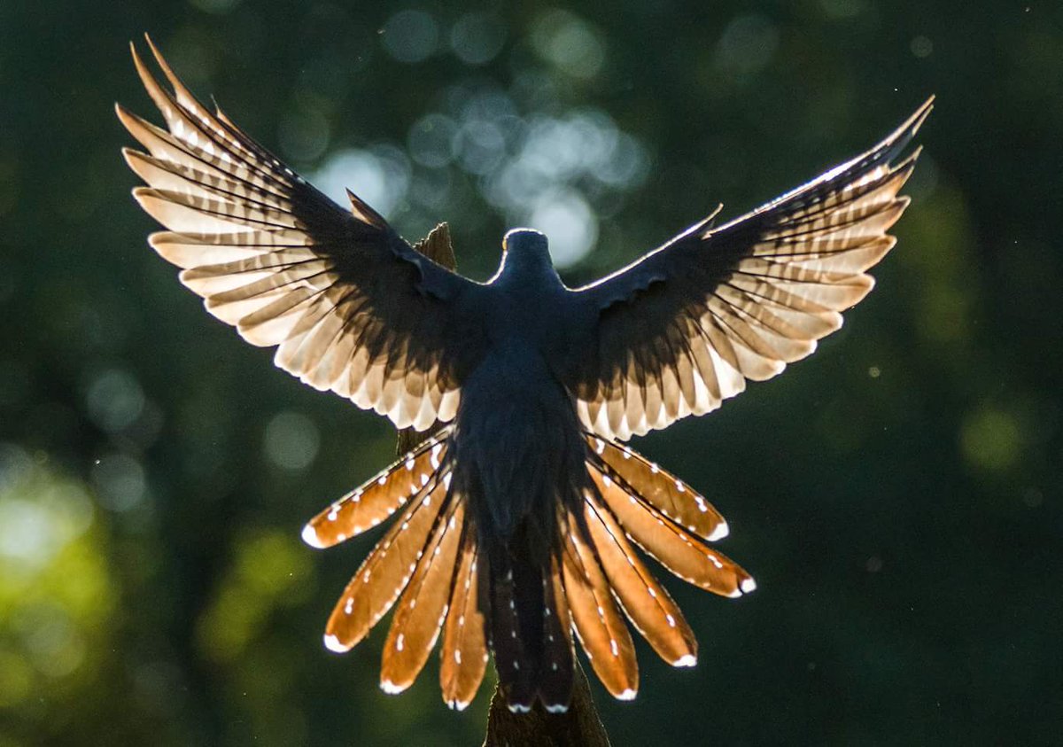 1cogs's tweet photo. Cuckoo #canon #sigma #wow #bird #ukbird #nature #birdwatching #photography #wildlife #colin #backlit #thursley https://t.co/ctex4NKZ31
