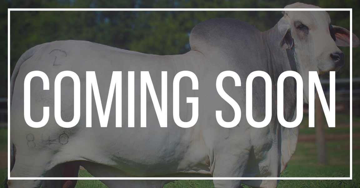 ForgasonCattle's tweet photo. https://t.co/kQOP67bpTD