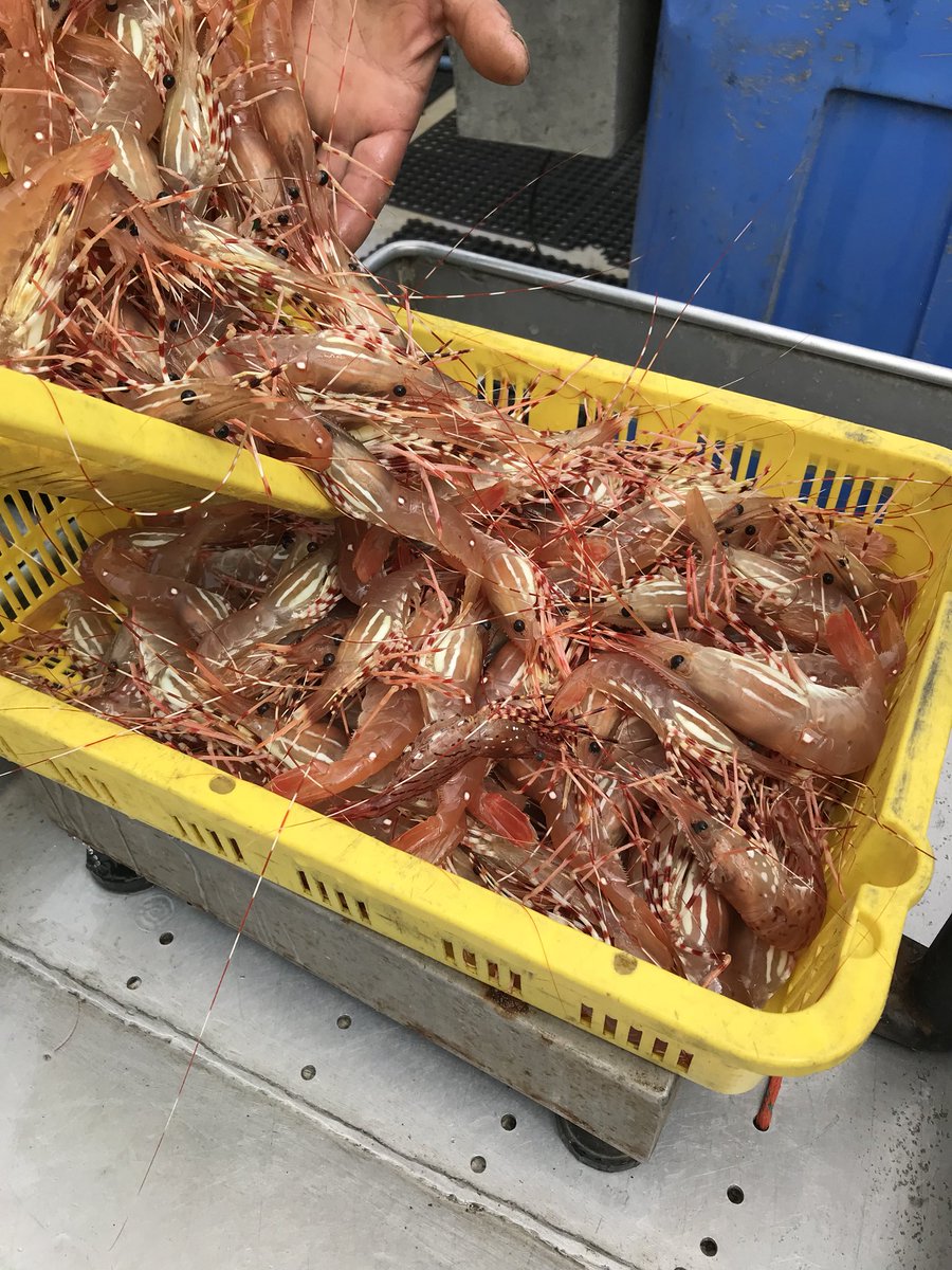 Wild & Live Seafoods tweet media