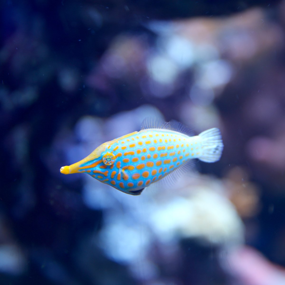 aquarium store names best