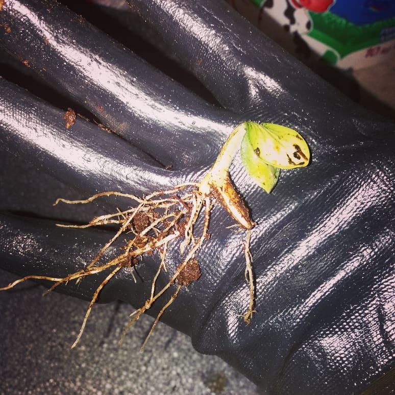 Sağlığınız için organik ürünler , 
Organik ürünler için solucan gübresi..
İletişim : 0544 669 71 10

Sayfamızı beğenelim..
facebook.com/nemsolucan/
#nemsolucan #solucan #gübre #solucangübresi #eiseniafoetida #kırmızıkaliforniyasolucanı  #toprak #tarım #kırıkkale #organiktarım