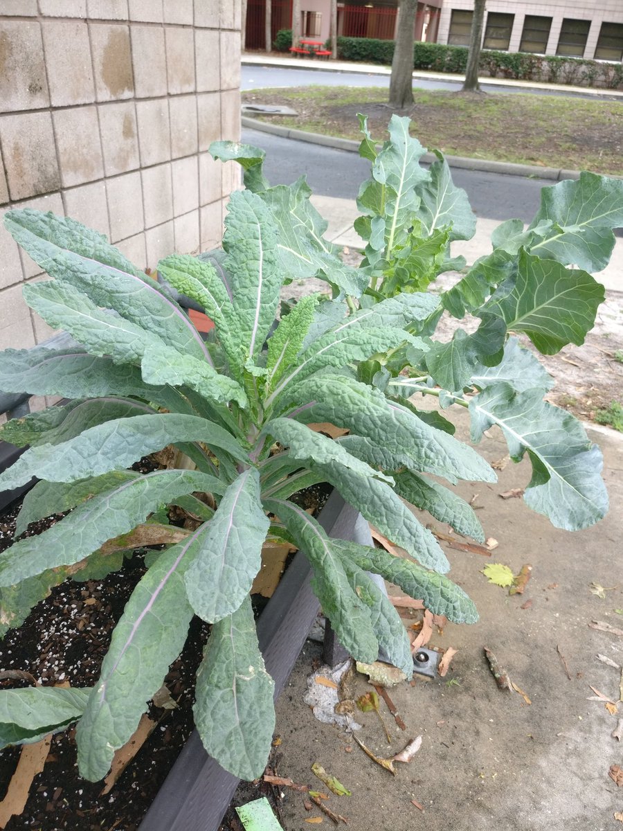 MsBaker_J's tweet photo. There are still so many offerings in our garden, especially after this week's 🌧️! @IMS_Indians @Ms_Knaust_sci @CollierGreens https://t.co/n9zaKSfb3Y