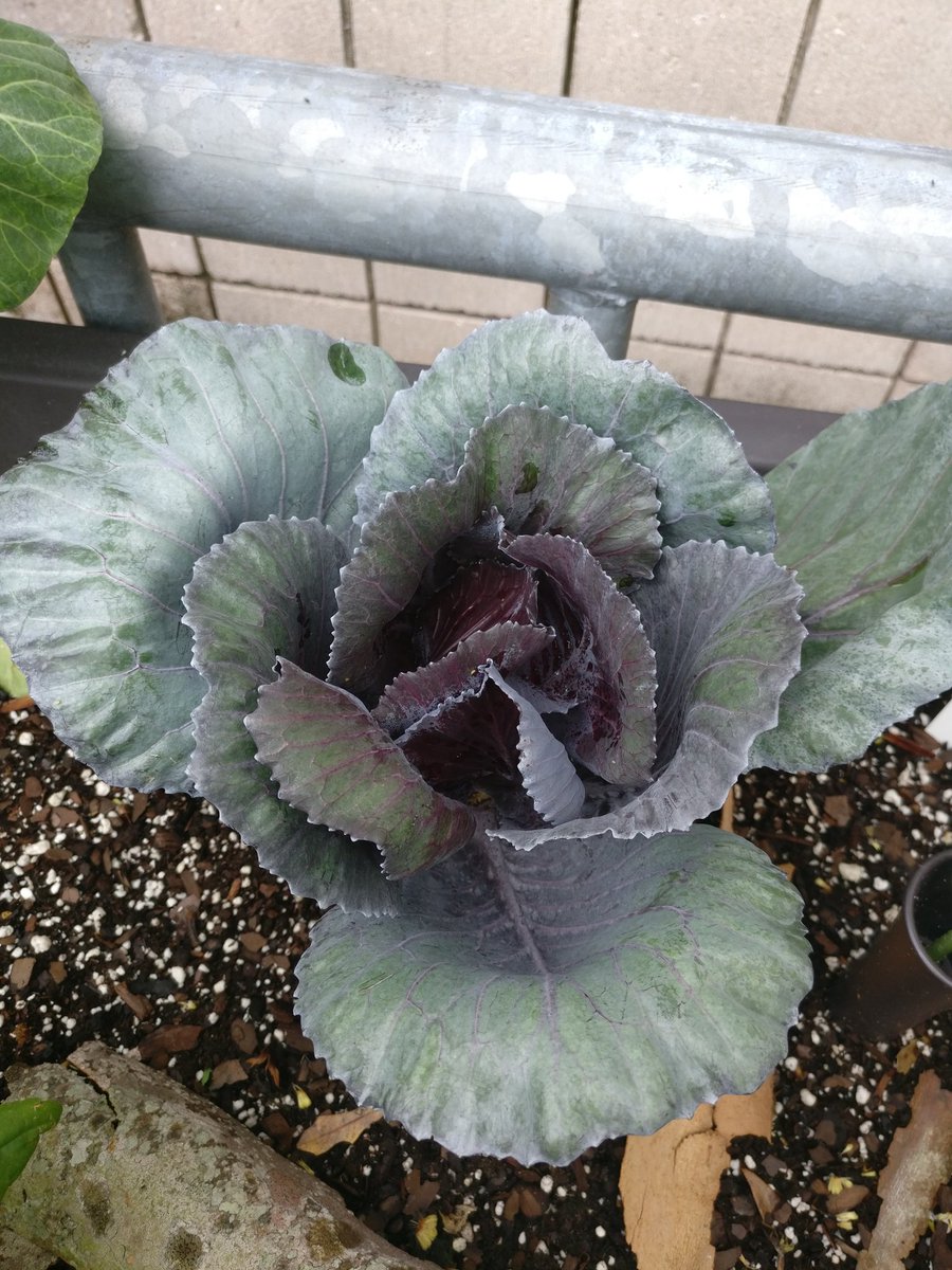 MsBaker_J's tweet photo. There are still so many offerings in our garden, especially after this week's 🌧️! @IMS_Indians @Ms_Knaust_sci @CollierGreens https://t.co/n9zaKSfb3Y