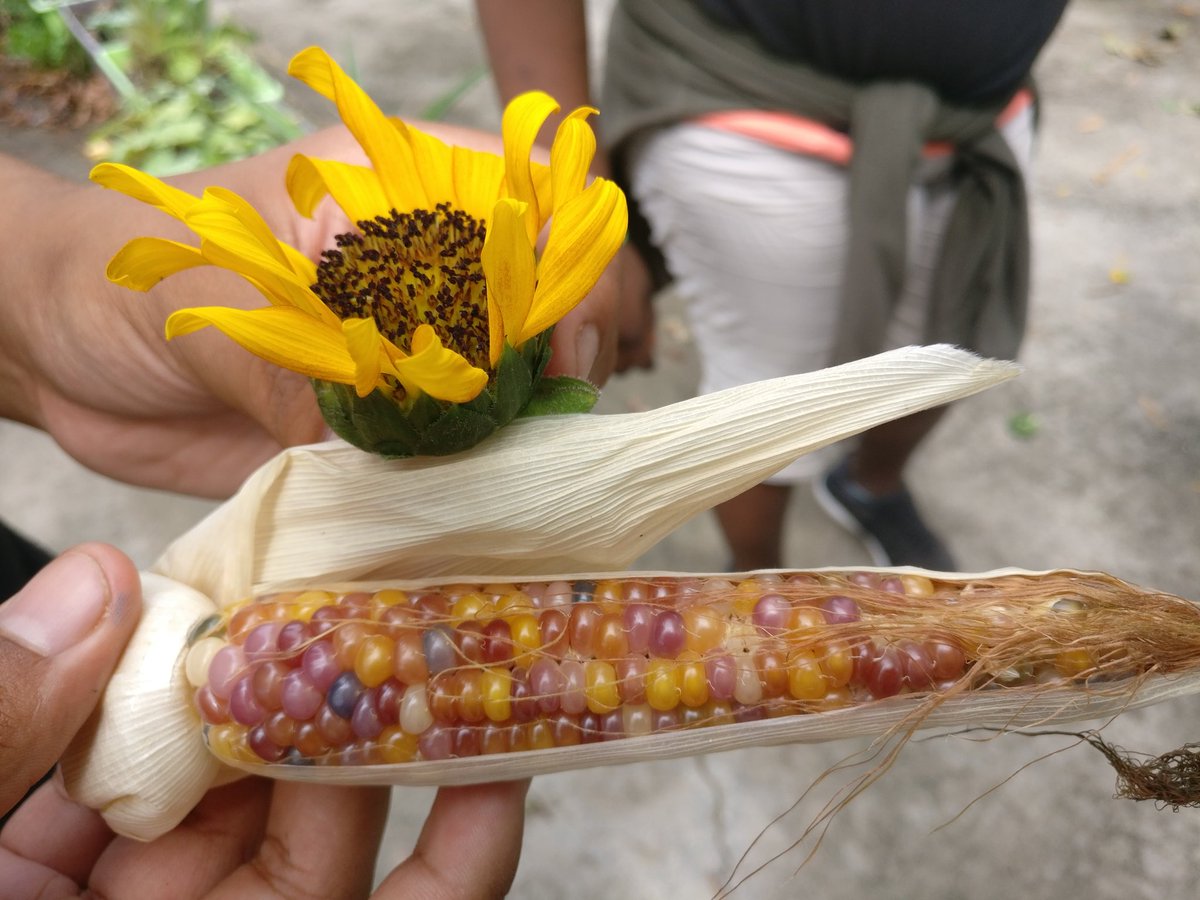 MsBaker_J's tweet photo. There are still so many offerings in our garden, especially after this week's 🌧️! @IMS_Indians @Ms_Knaust_sci @CollierGreens https://t.co/n9zaKSfb3Y