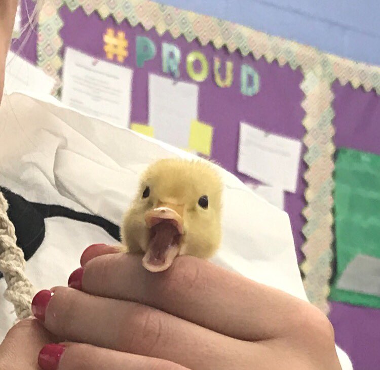 DrYannucci's tweet photo. Beautiful ducks hatching in grade 3 at #obelem.  @MsMoreaPOB @MrsSciaraPOB https://t.co/ByoFm3RlbQ