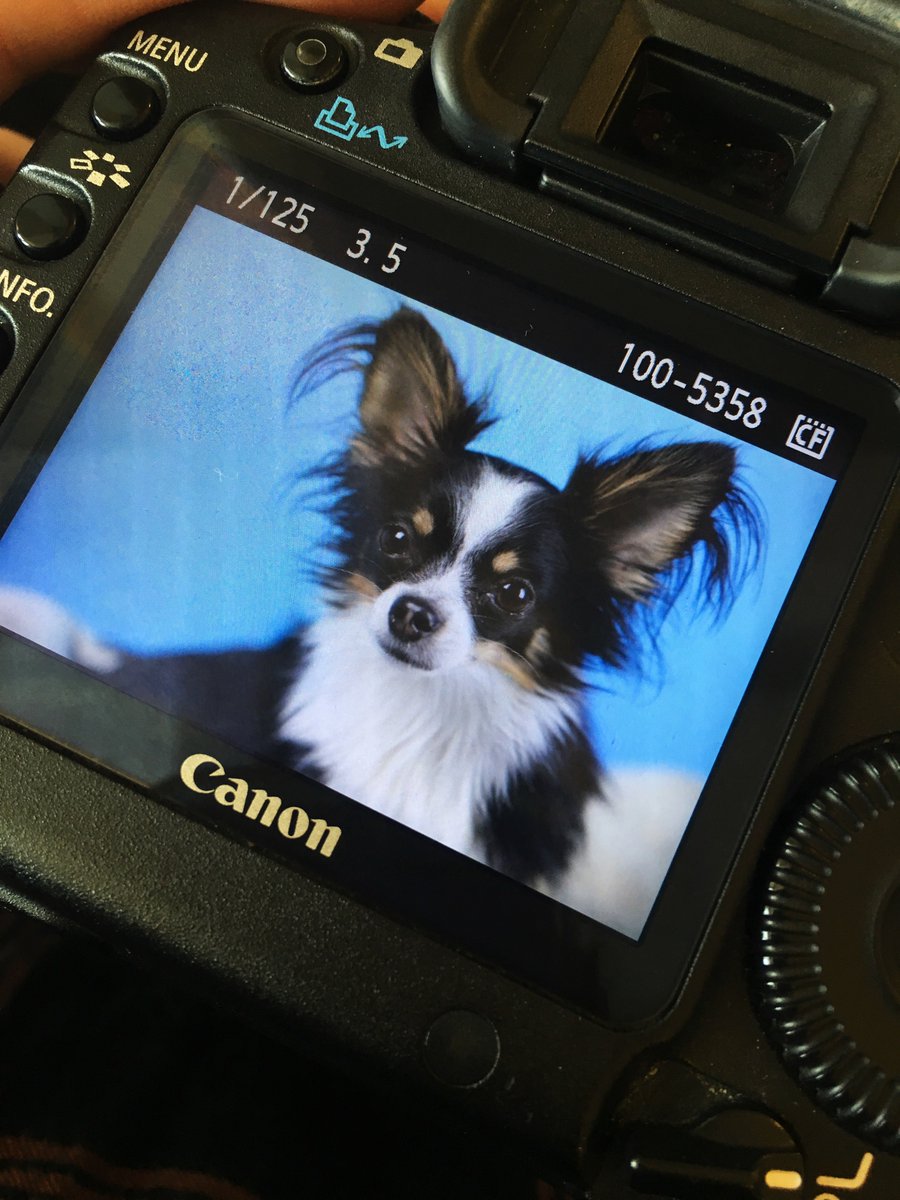 When it's picture day at work and your dog is 10x more photogenic than you. Same hairstyle though...