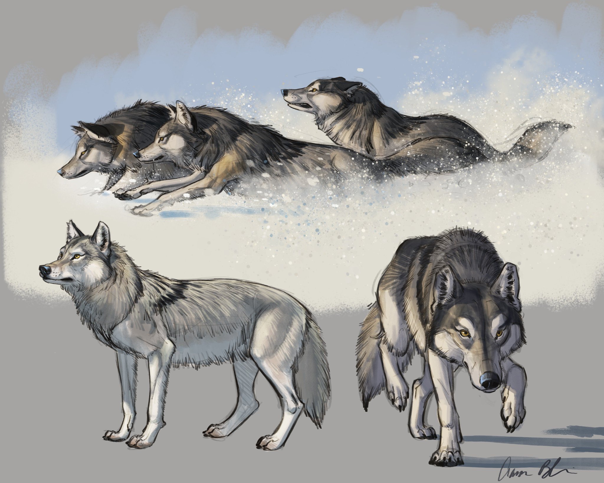 Aaron Blaise on Twitter: "More Wolf poses for my upcoming video course