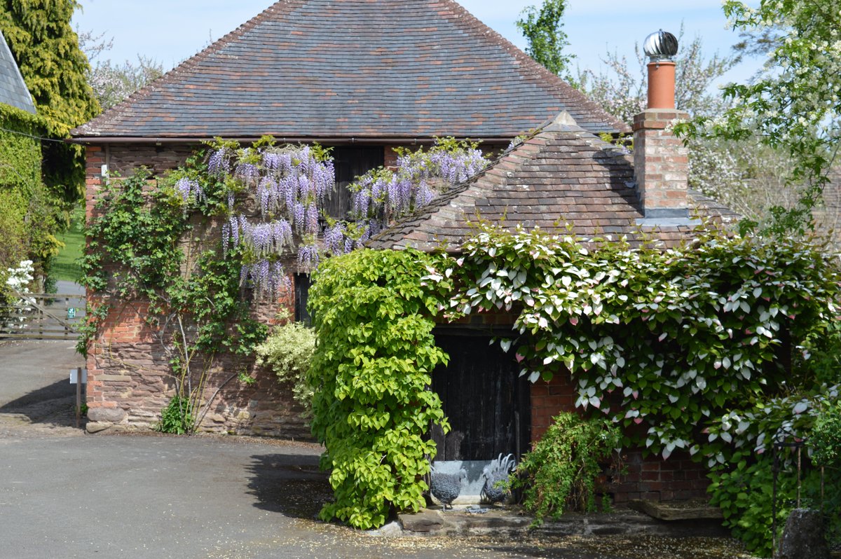 tamsinwesthorpe's tweet photo. Sharing some of today's gorgeousness @Stocktonbury #Wisteria #Herefordshire #May https://t.co/iRAUqzb4mR