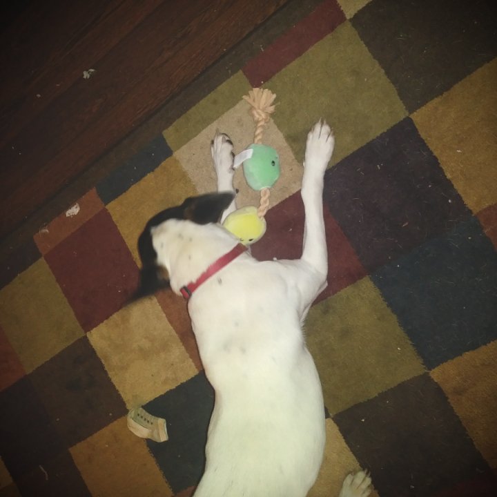 _merissalee's tweet photo. he loves his toy. @Influenter @BarkBox #BarkBoxInfluenster @influenster #Complimentary #Contest https://t.co/BfCDtXvtlZ