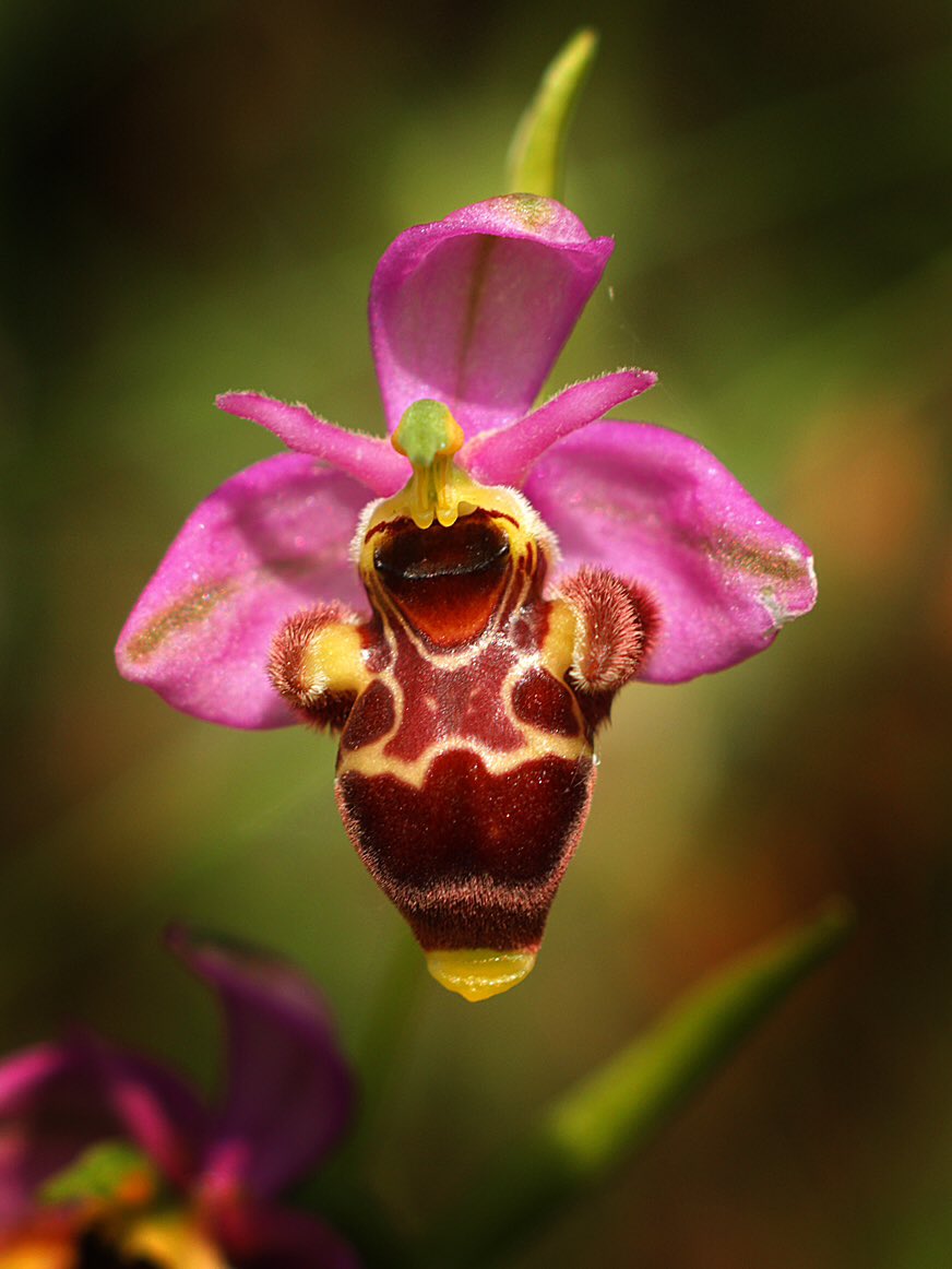 #segarrejant #orquidia