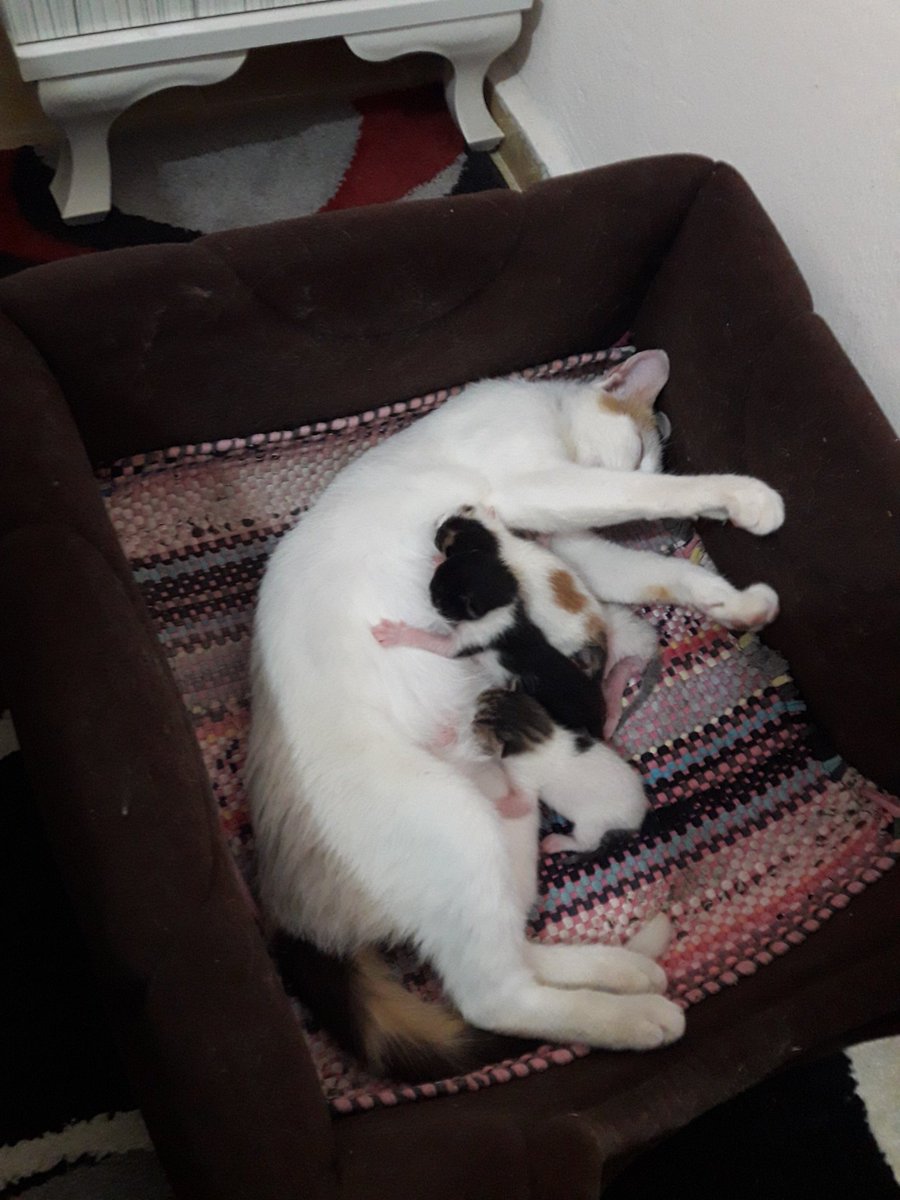 Kartopu 4 bebişi ile misafirim.Odamın birisini onlara bıraktım.