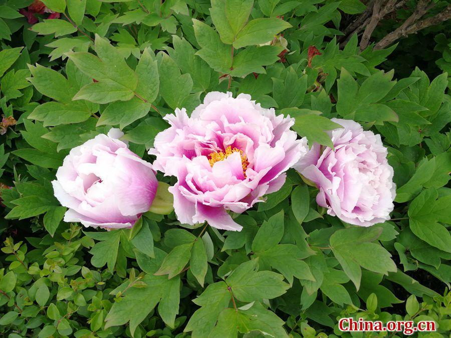 AmazingHenan's tweet photo. Lush blooms adorn Luoyang's April 2018 Int'l Peony Garden https://t.co/e0S96T7QI5 https://t.co/7FoEn954hQ