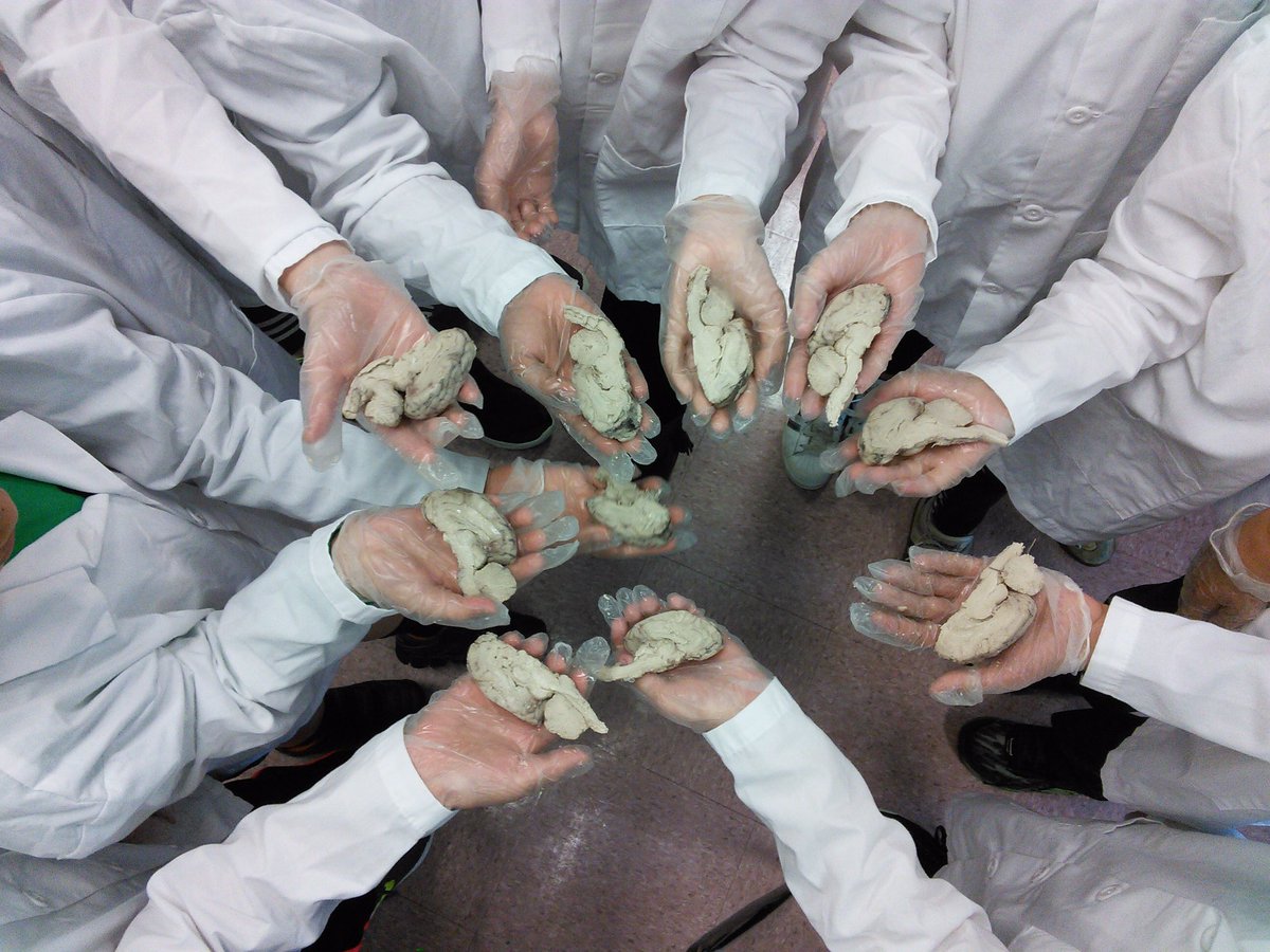 Mrs_Wibbs's tweet photo. MarEl's fourth-grade REACH students are budding neurosurgeons! Even Mr. Shatz and Officer Arminio got into the action! #sheepbraindissection #handsonlearning #REACHrocks @MarlboroES @MTPSNJ @MitchellShatz https://t.co/TwKI3FeiMR
