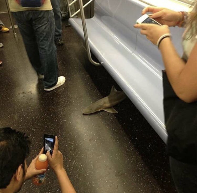 Infamous_Ced26's tweet photo. Damnn even sharks take the train to work in nyc https://t.co/YnkULVPdrH