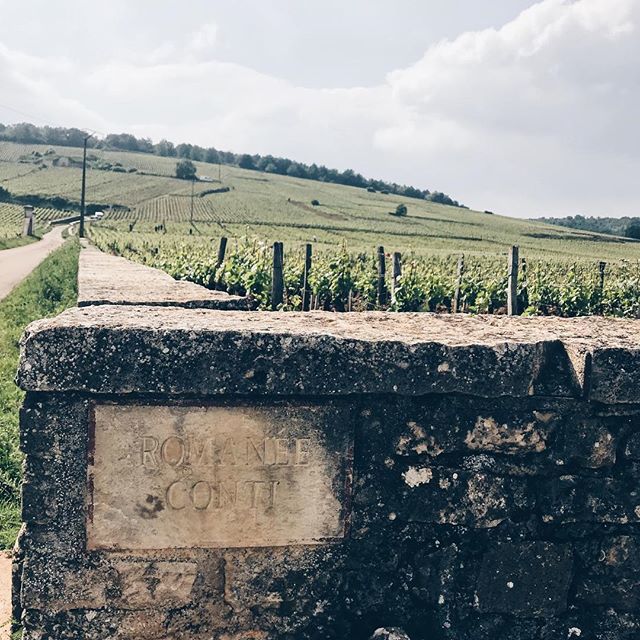 QueenCulinaire's tweet photo. About as close to a bottle of #romaneeconti as I’ll ever get 😭 #queenculinaire #vineyards #burgundy #bourgogne #cotedenuits #drc #domainedelaromaneeconti #pinotnoir #burgundywine #winecountry #travel #travelblogger #wineblogger https://t.co/M3e3xnwjaA https://t.co/SIZ50Vzoz3