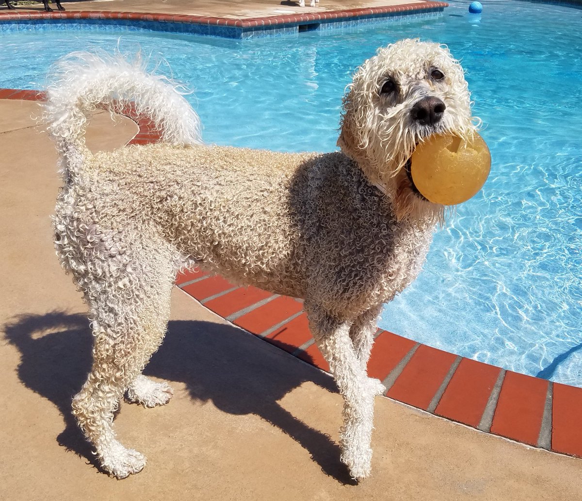 PPRNewOrleans's tweet photo. Sugar and Stella both share a favorite toy! They Both Love the orange bounce ball! Pet Paradise New Orleans wants to see you pet with their favorite toy. Post your pups pics below! #NOLAdogs #Dogsfavetoy #myfavorite #toys #dogslife #postyourpics #PetParadiseNOLA #commentbelow https://t.co/B4RoPcJOh2