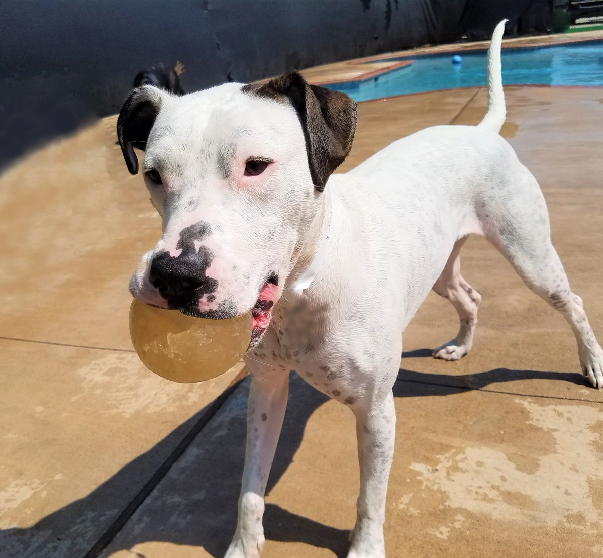 PPRNewOrleans's tweet photo. Sugar and Stella both share a favorite toy! They Both Love the orange bounce ball! Pet Paradise New Orleans wants to see you pet with their favorite toy. Post your pups pics below! #NOLAdogs #Dogsfavetoy #myfavorite #toys #dogslife #postyourpics #PetParadiseNOLA #commentbelow https://t.co/B4RoPcJOh2