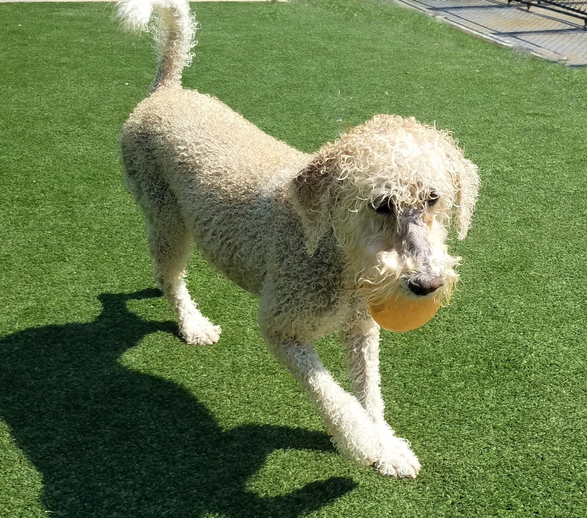 PPRNewOrleans's tweet photo. Sugar and Stella both share a favorite toy! They Both Love the orange bounce ball! Pet Paradise New Orleans wants to see you pet with their favorite toy. Post your pups pics below! #NOLAdogs #Dogsfavetoy #myfavorite #toys #dogslife #postyourpics #PetParadiseNOLA #commentbelow https://t.co/B4RoPcJOh2